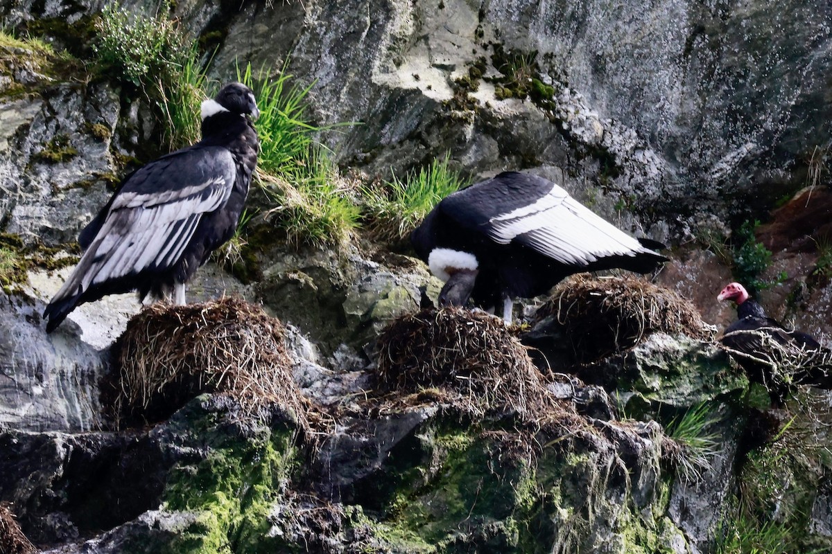 andeskondor - ML644358509