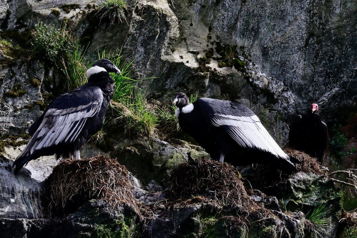 andeskondor - ML644358510