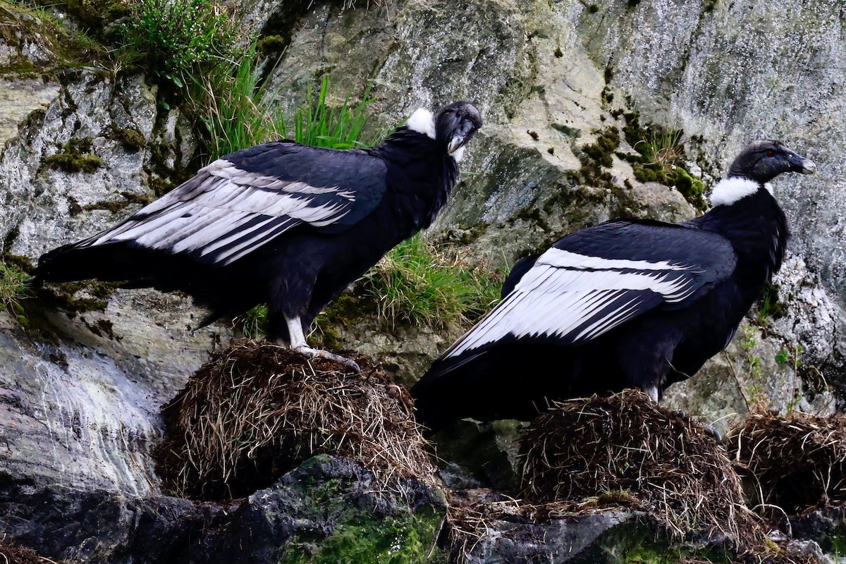 andeskondor - ML644358511