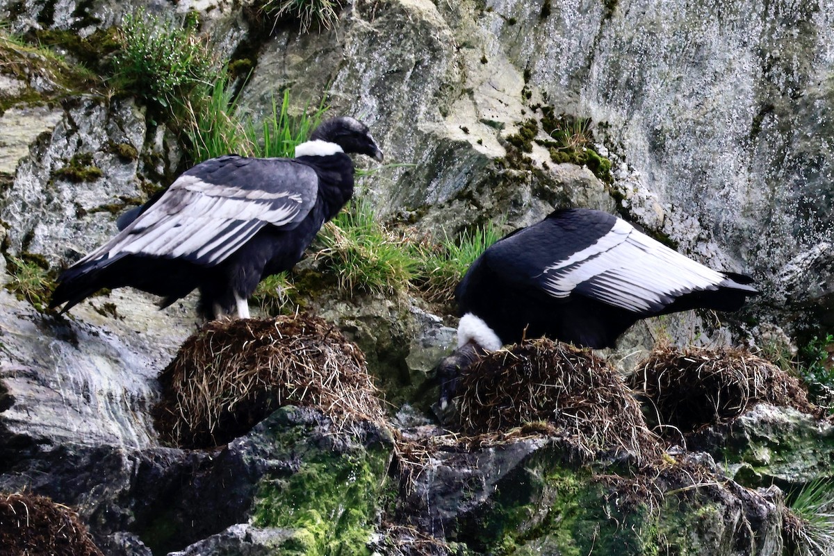 andeskondor - ML644358512