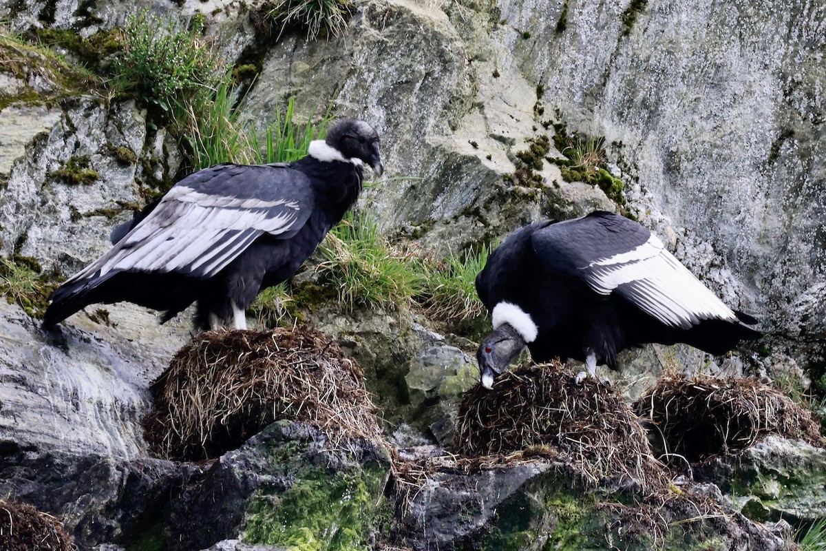 andeskondor - ML644358513