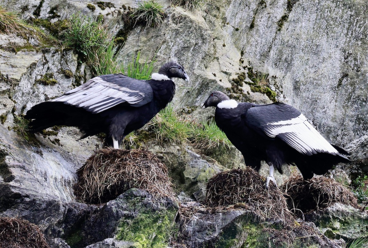 andeskondor - ML644358514