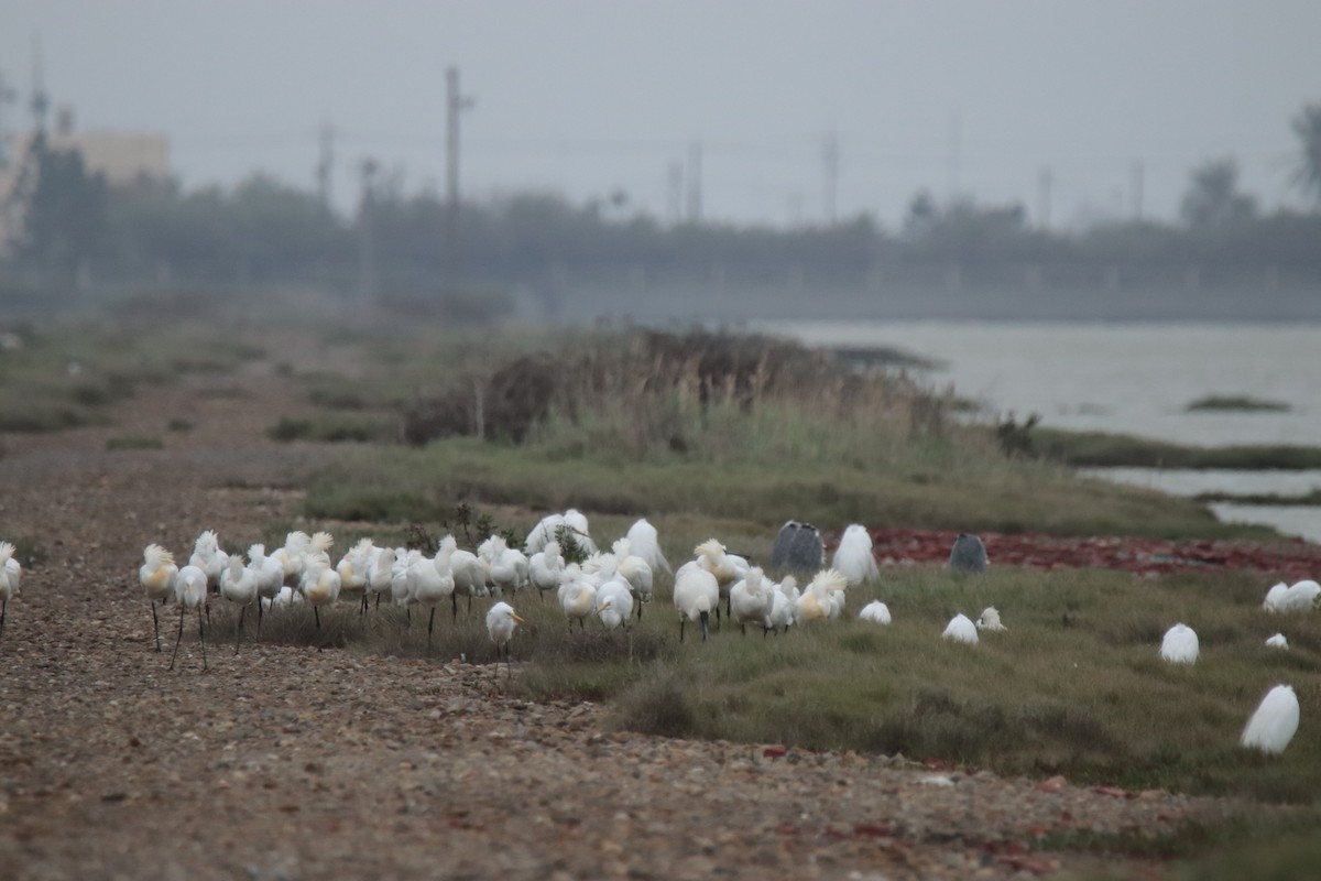 Petite Spatule - ML644358517