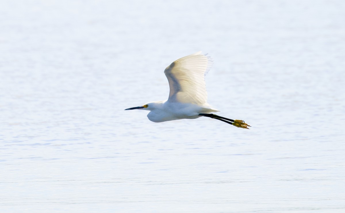 Snowy Egret - ML644358518