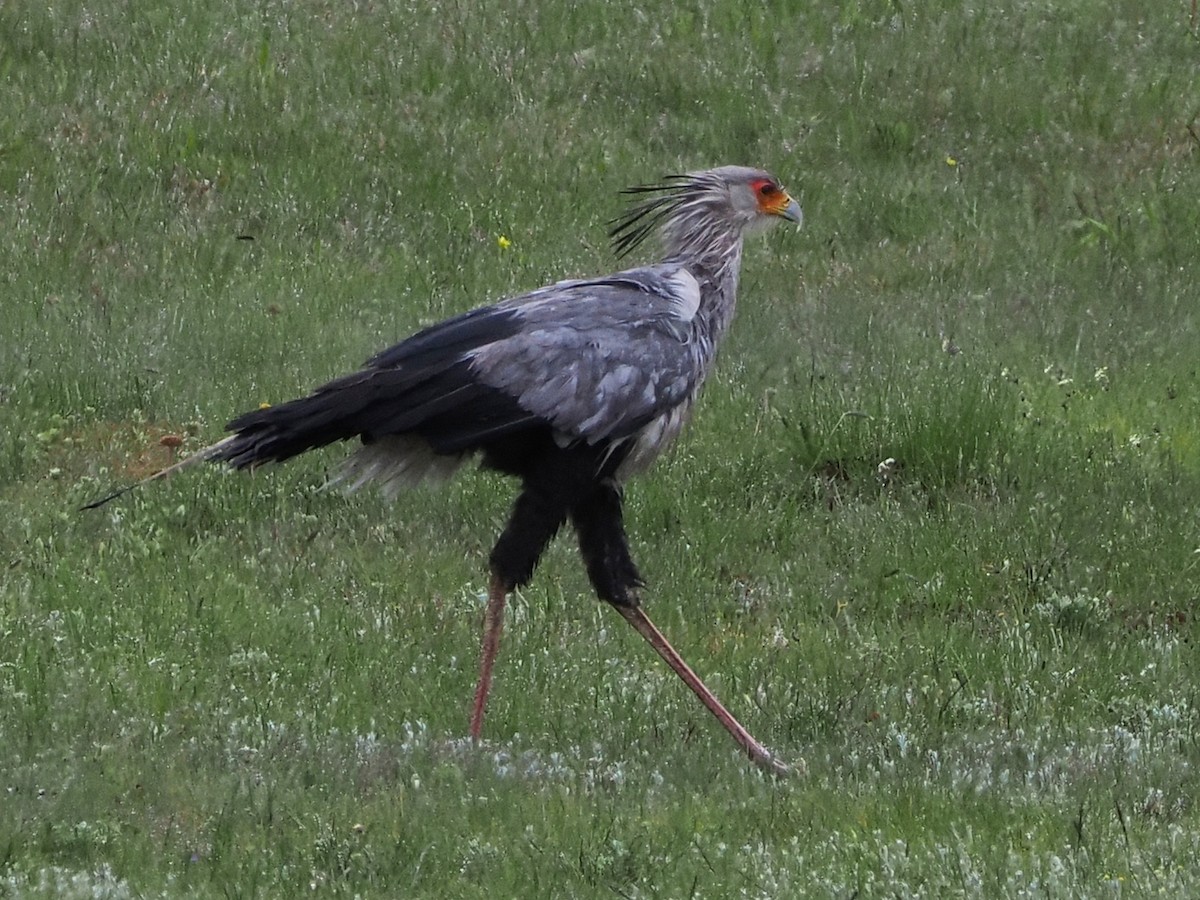 ヘビクイワシ - ML644358525