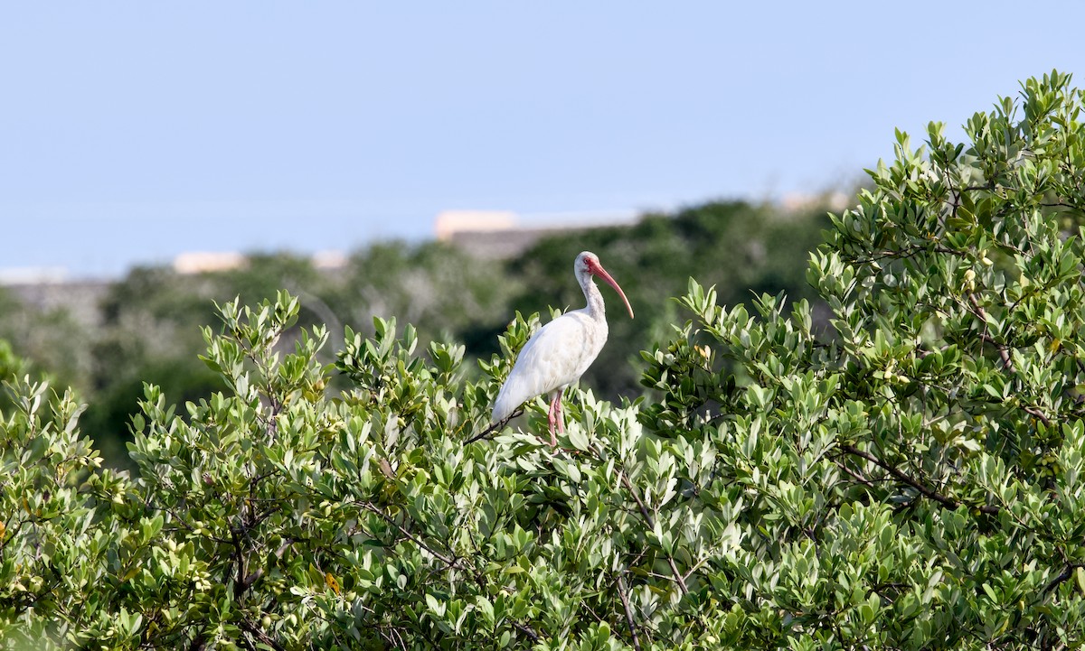 White Ibis - ML644358529