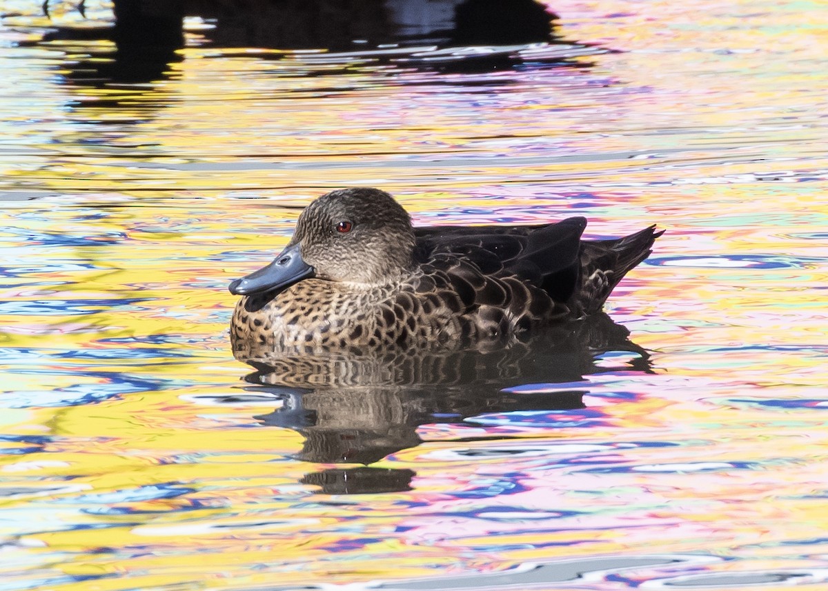 Chestnut Teal - ML644358530