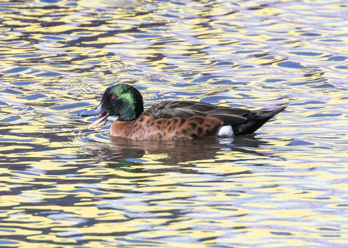 Chestnut Teal - ML644358531