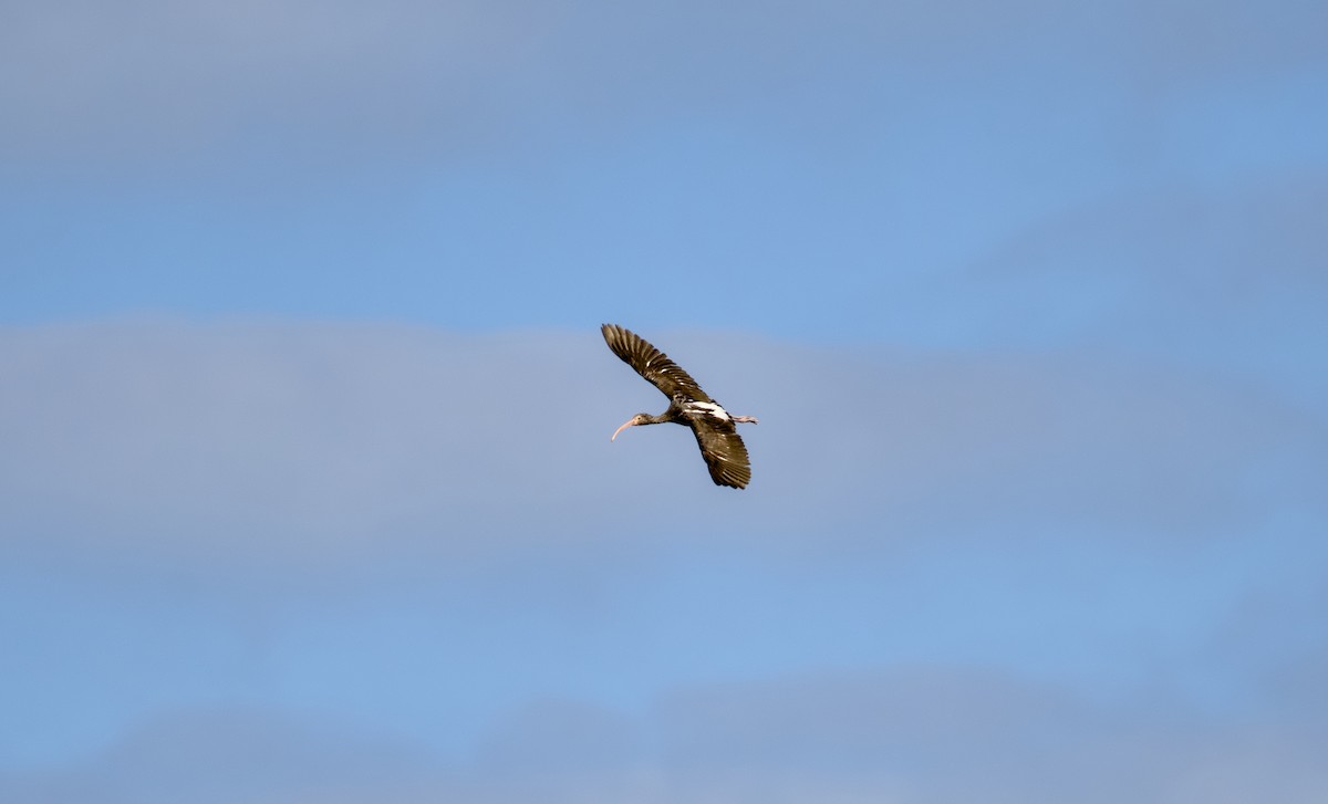 White Ibis - ML644358550