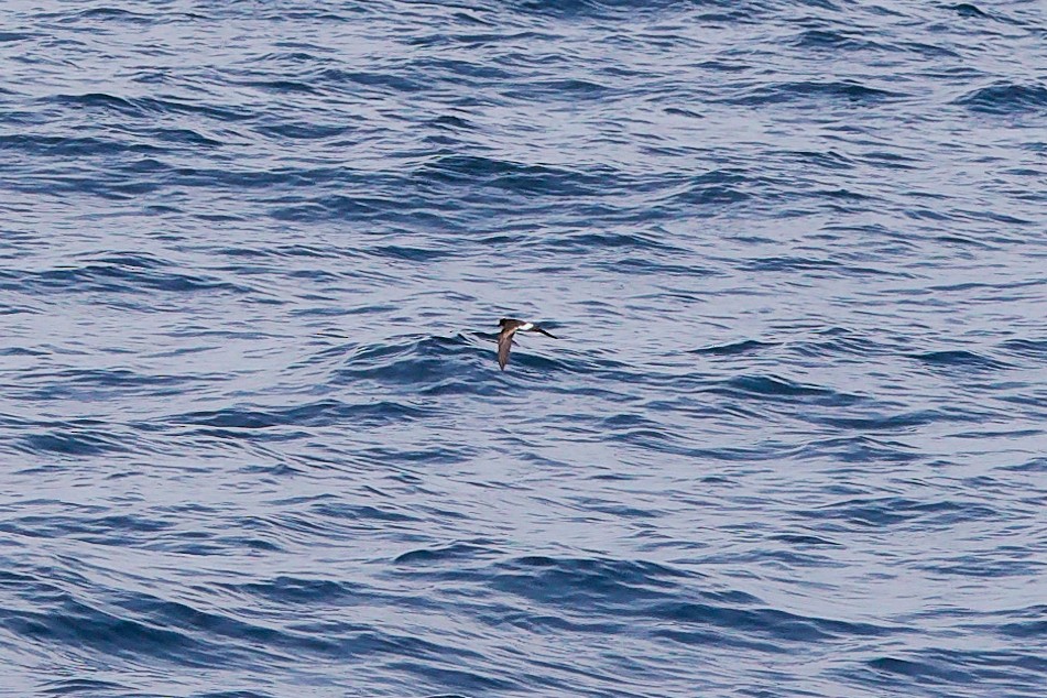 Wilson's Storm-Petrel - ML644358553