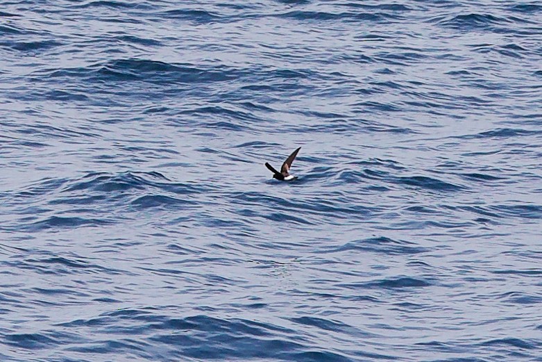 Wilson's Storm-Petrel - ML644358554