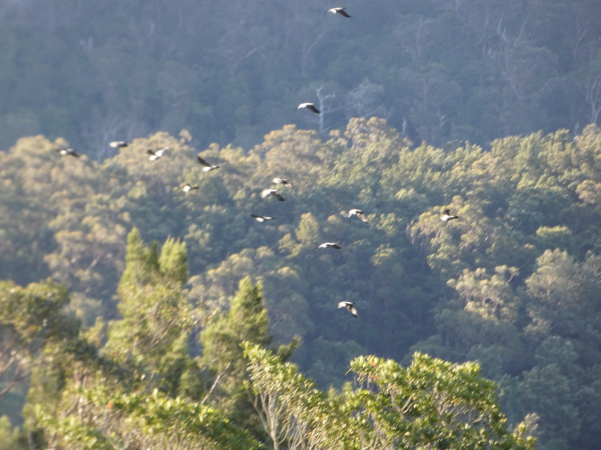 parykkdue - ML644358555