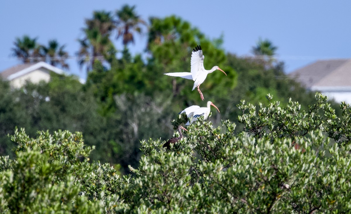 White Ibis - ML644358556