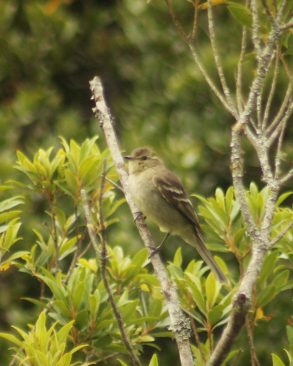 Small-headed Elaenia - ML644358559