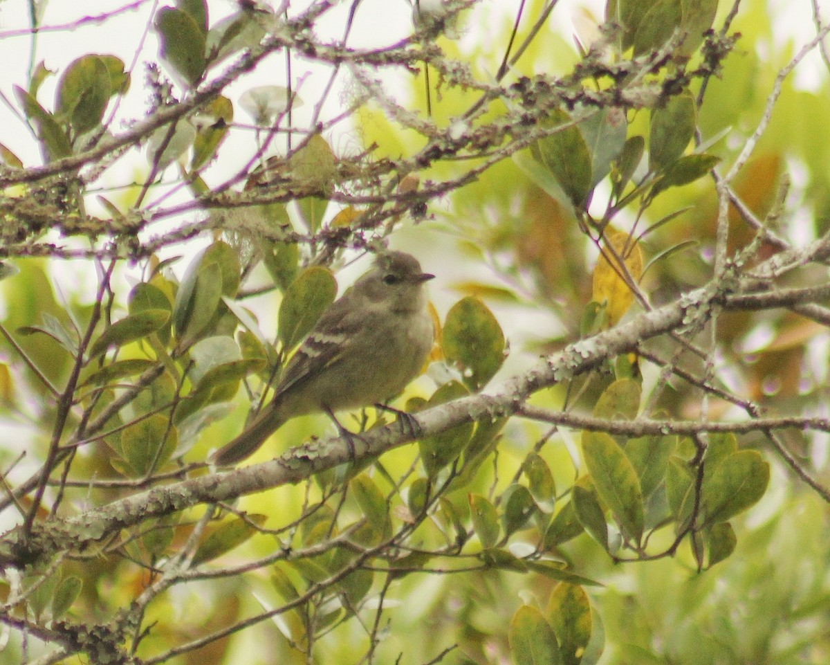 Small-headed Elaenia - ML644358564