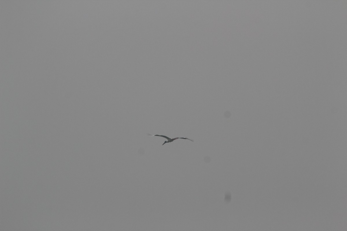 Black-necked Stork - ML644358577