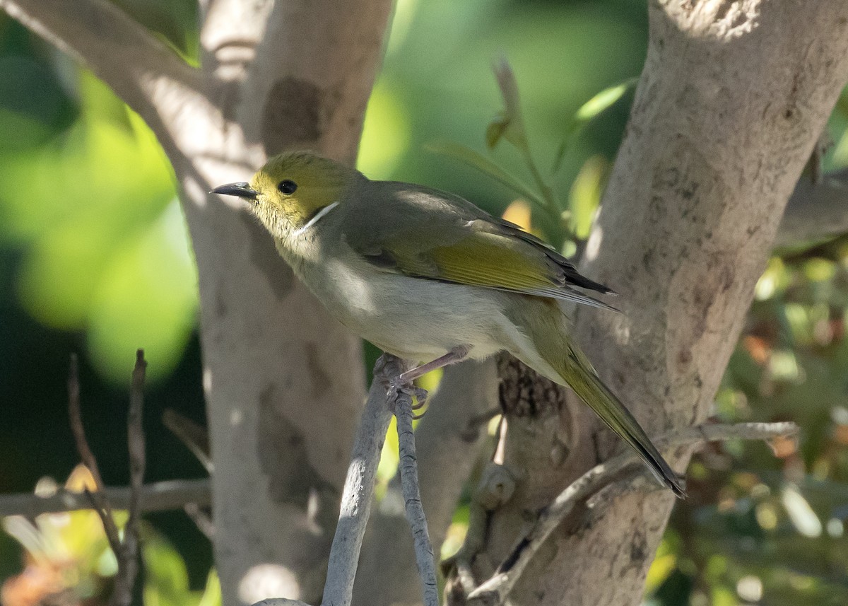 White-plumed Honeyeater - ML644358581