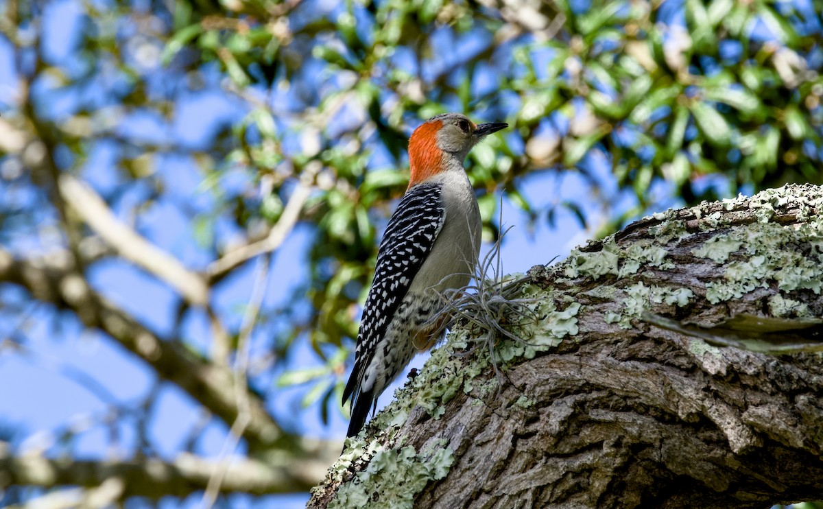Red-bellied Woodpecker - ML644358583