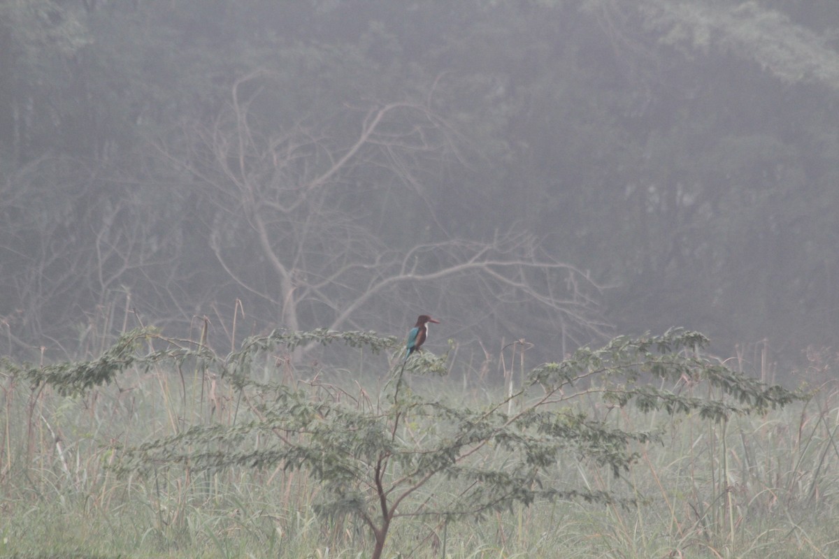 White-throated Kingfisher - ML644358595