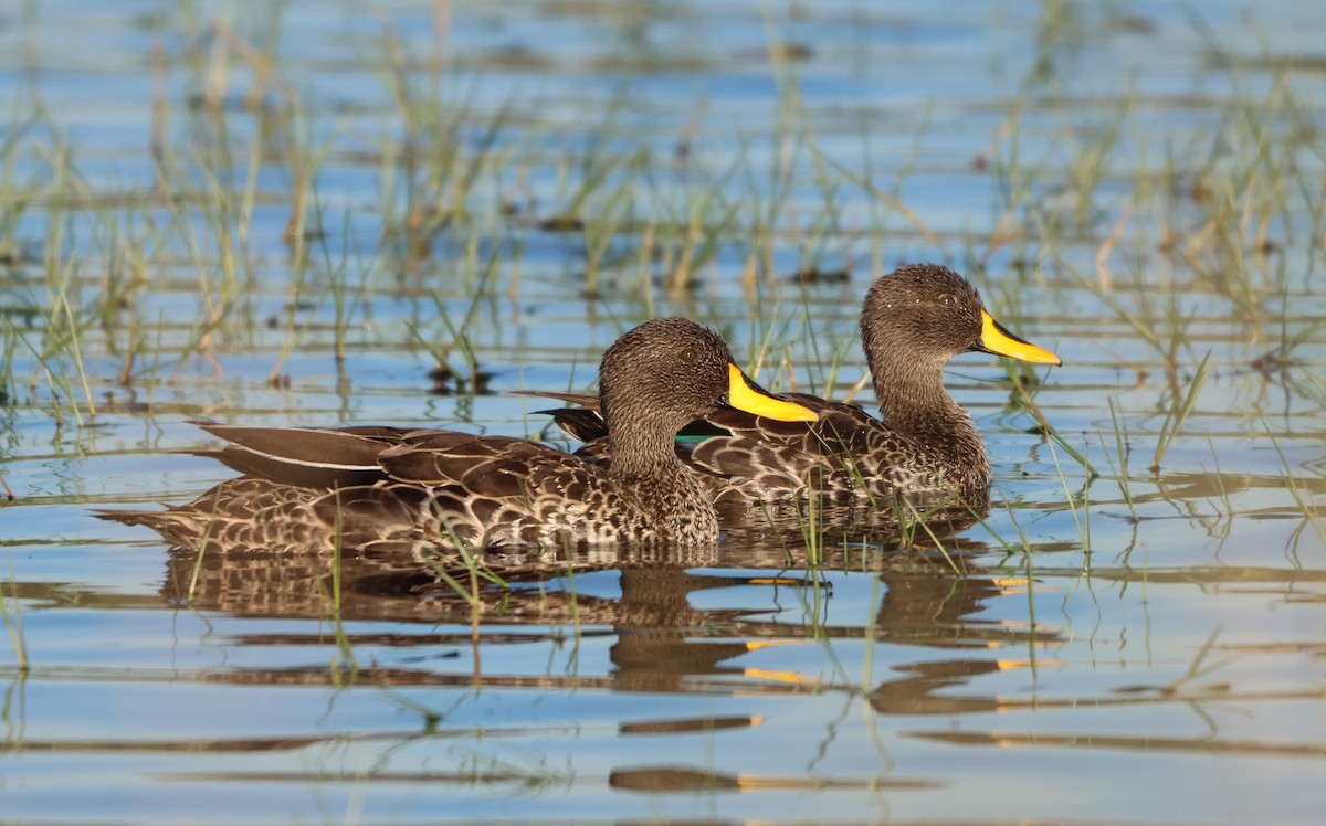 Yellow-billed Duck - ML644358599