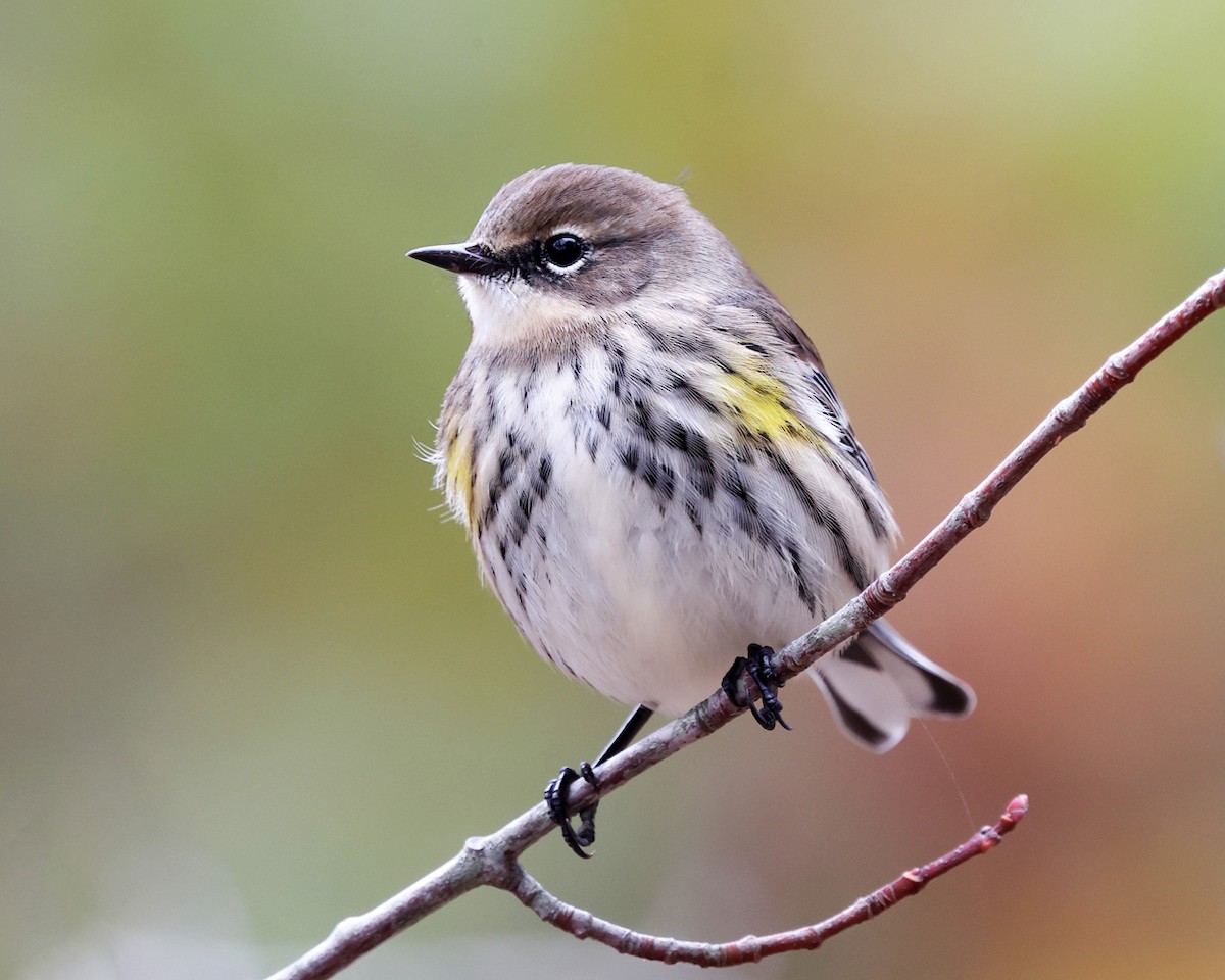 Taçlı Ötleğen (coronata) - ML644358601