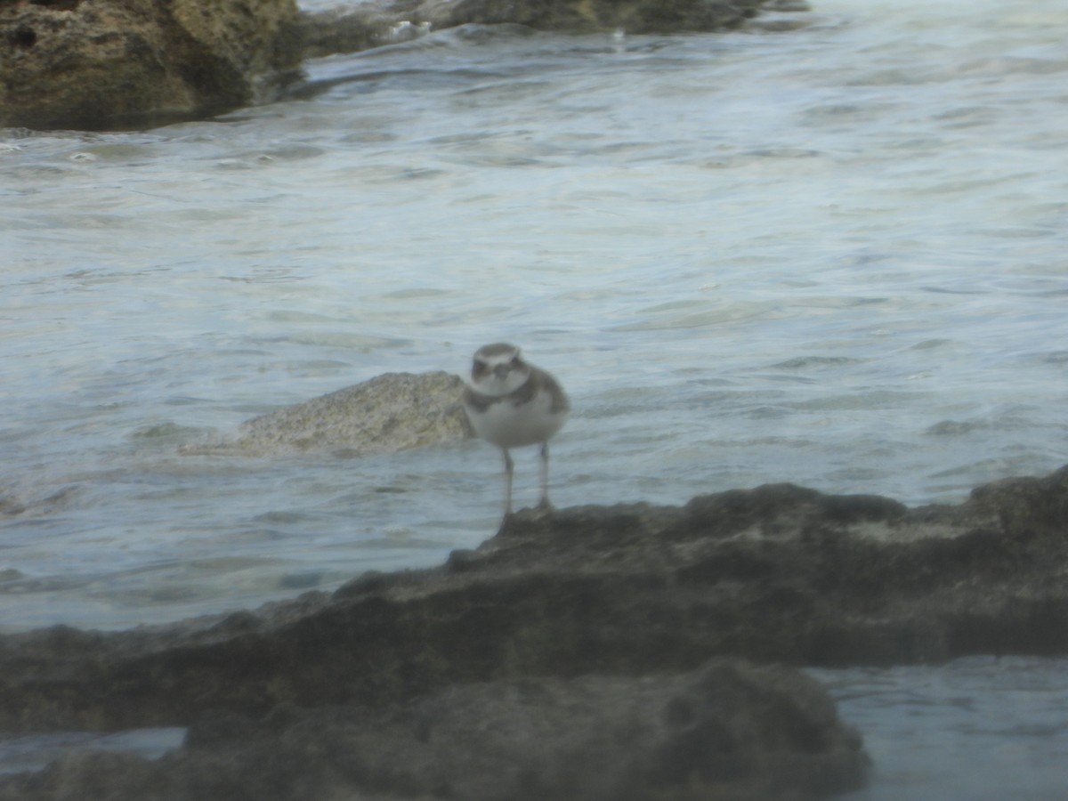 Wilson's Plover - ML644358603
