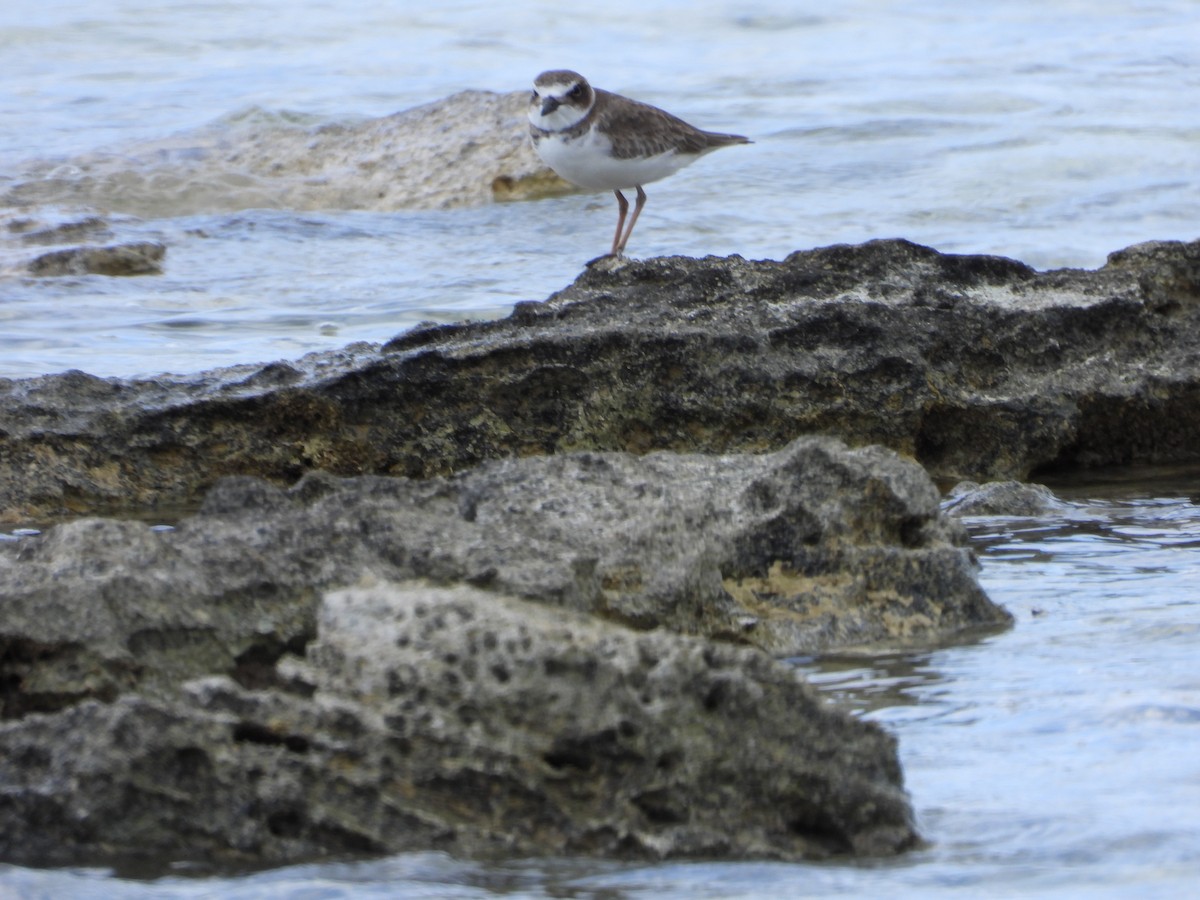 Wilson's Plover - ML644358604