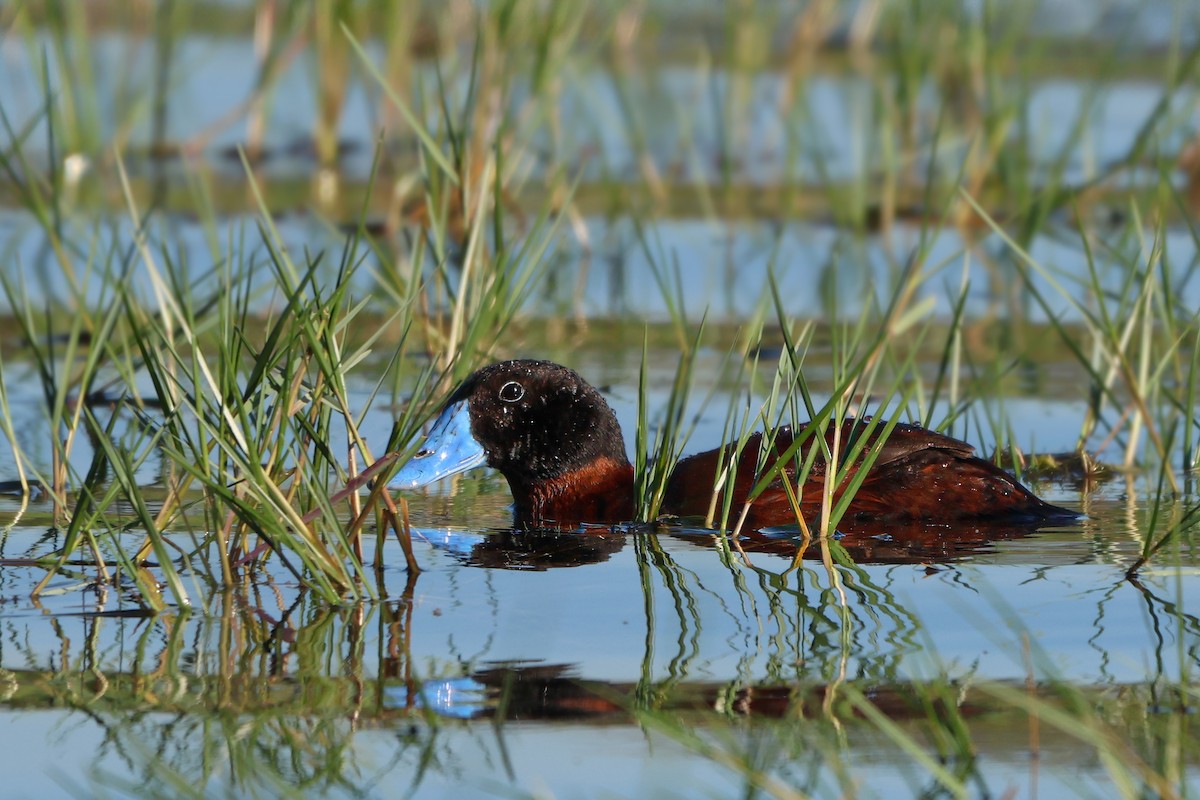 Maccoa Duck - ML644358605