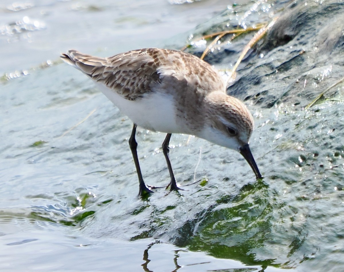 Red-necked Stint - ML644358607
