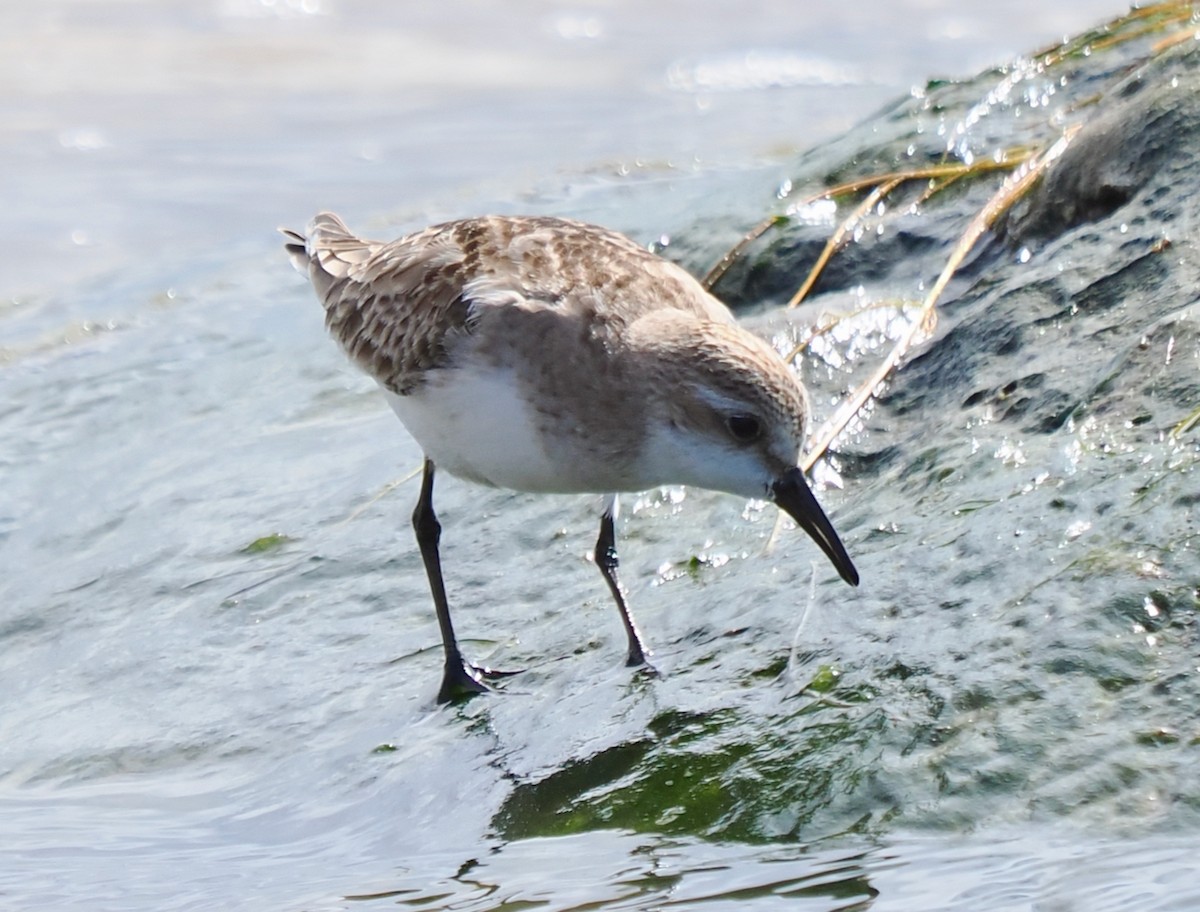 Red-necked Stint - ML644358608