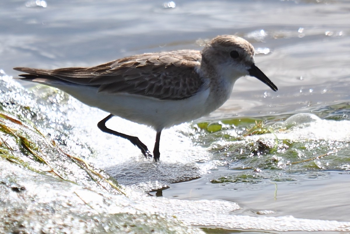 Red-necked Stint - ML644358609