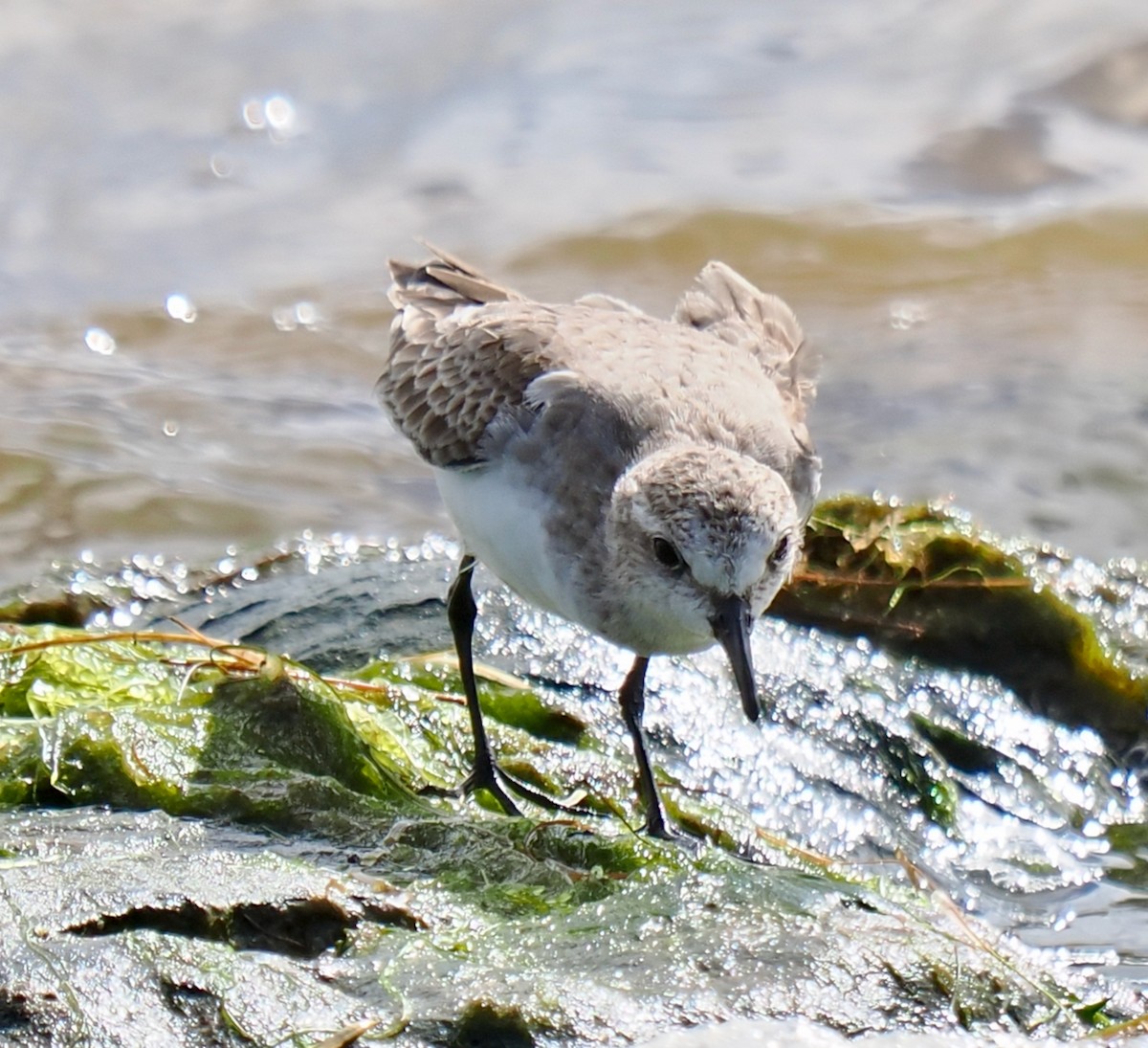 Red-necked Stint - ML644358610