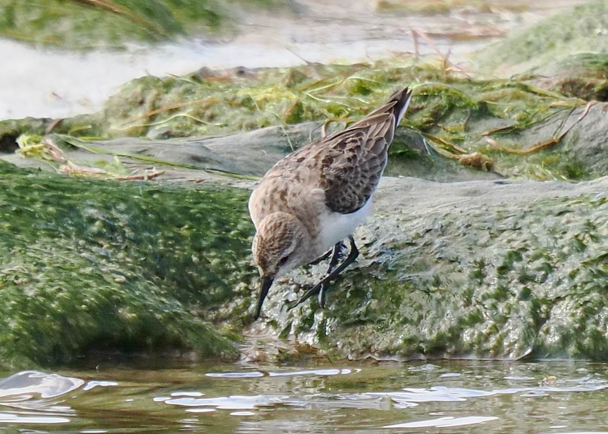Red-necked Stint - ML644358611