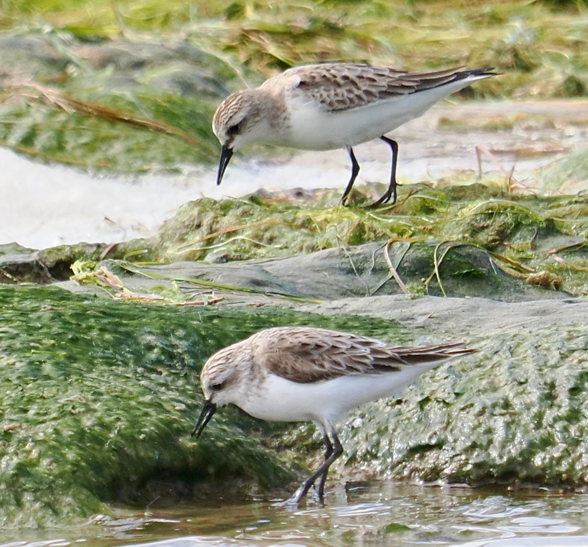 Red-necked Stint - ML644358612