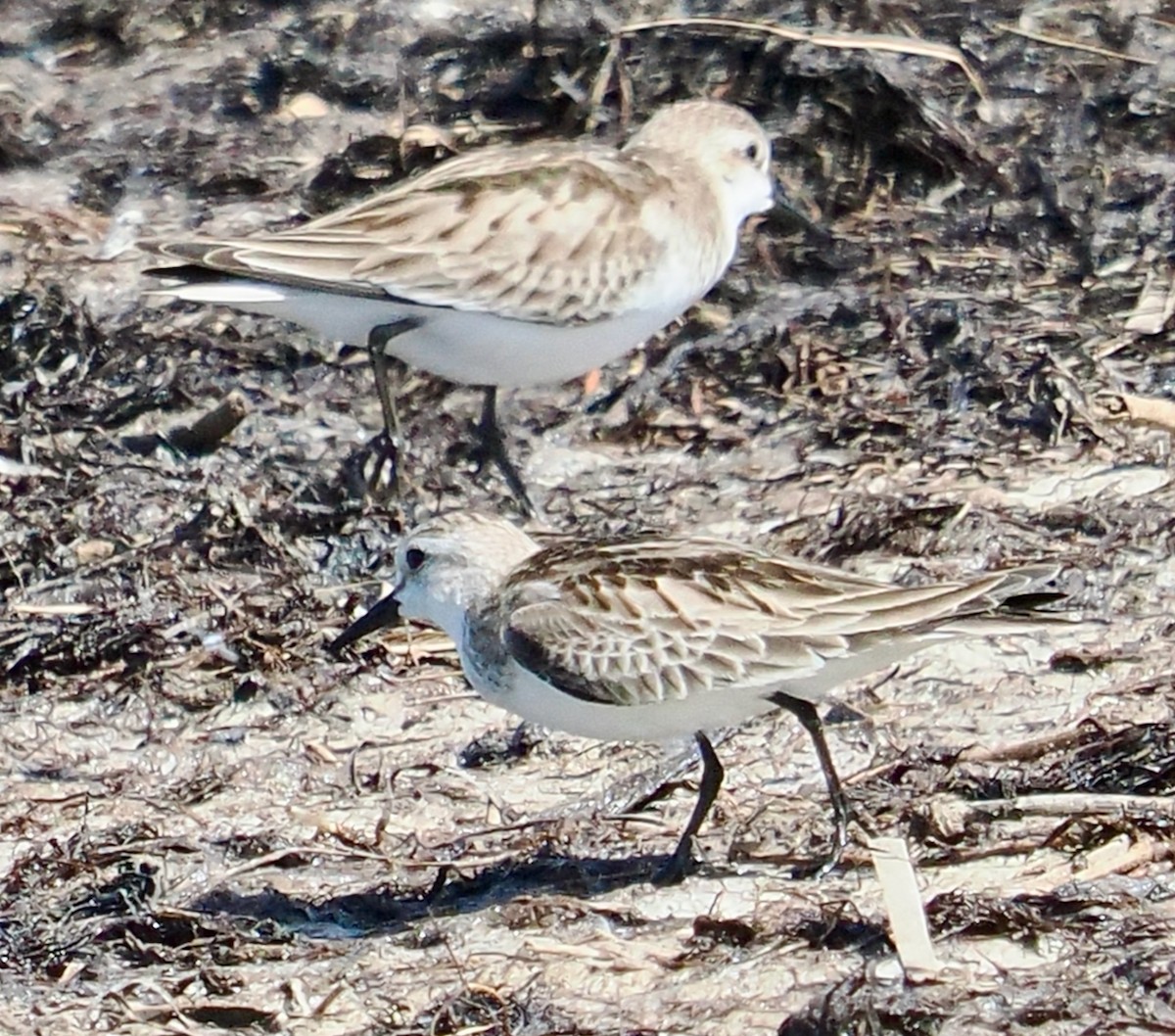Red-necked Stint - ML644358613