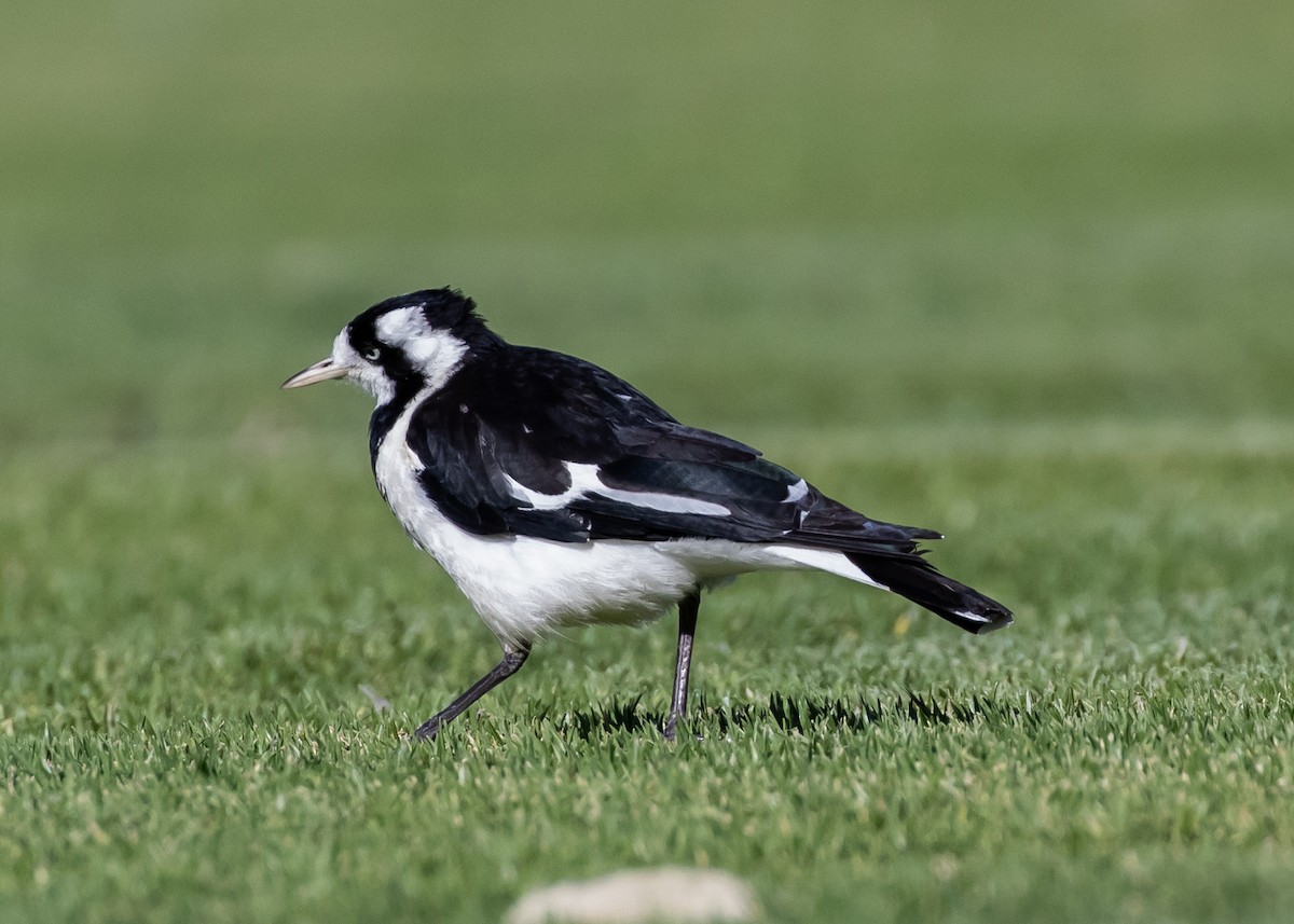 Australian Magpie - ML644358614