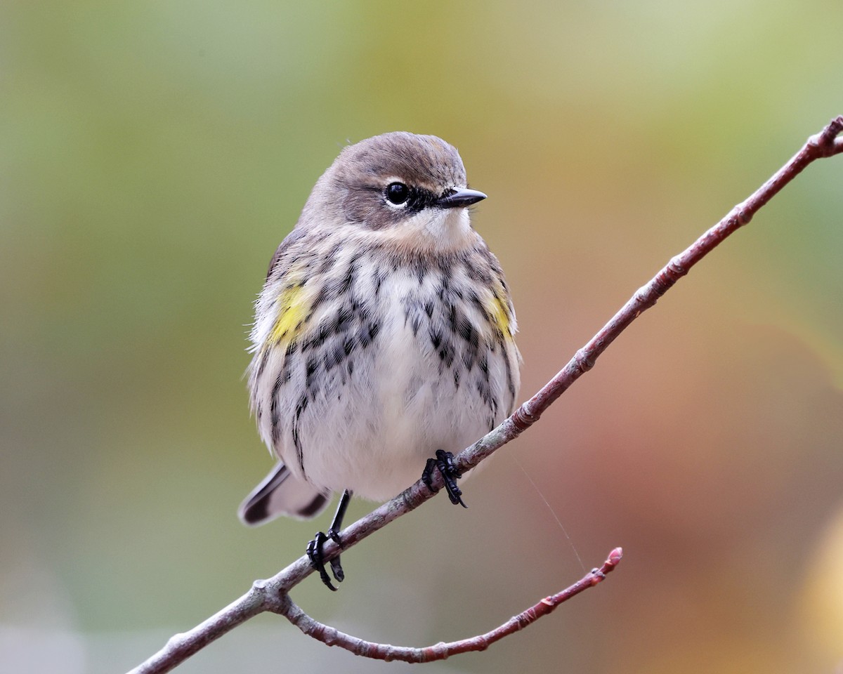 Yellow-rumped Warbler (Myrtle) - ML644358617