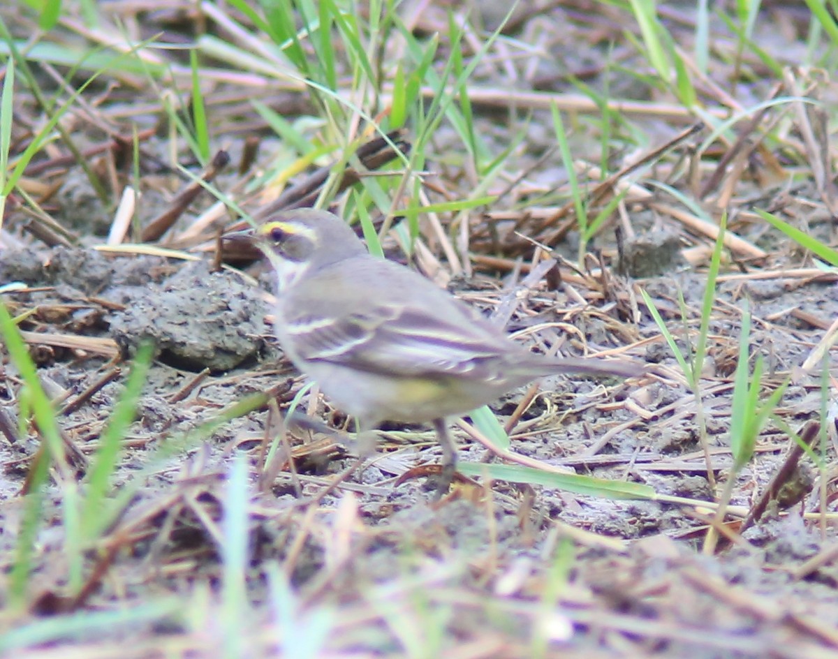 Eastern Yellow Wagtail - ML644358618