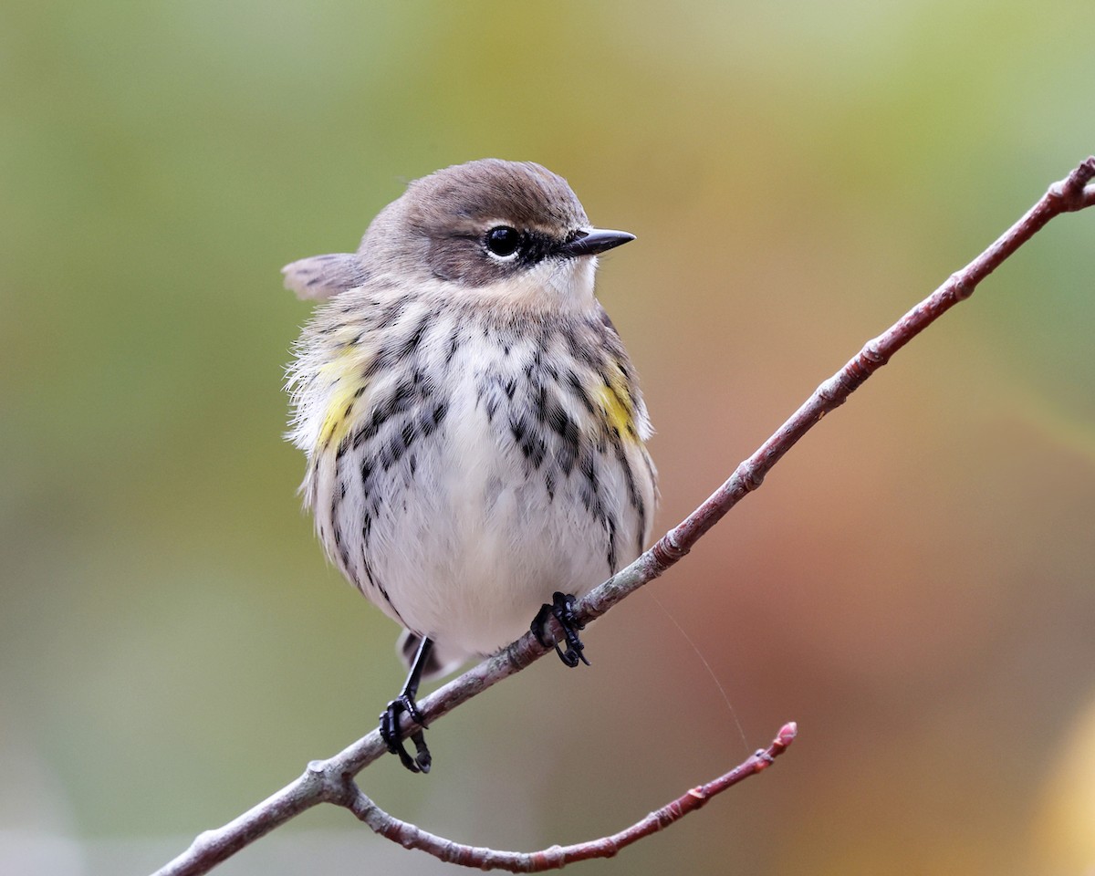 Yellow-rumped Warbler (Myrtle) - ML644358619