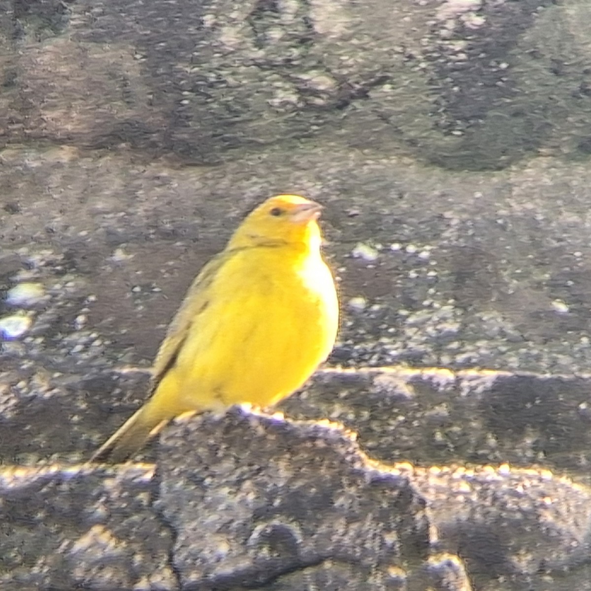 Saffron Finch - ML644358620