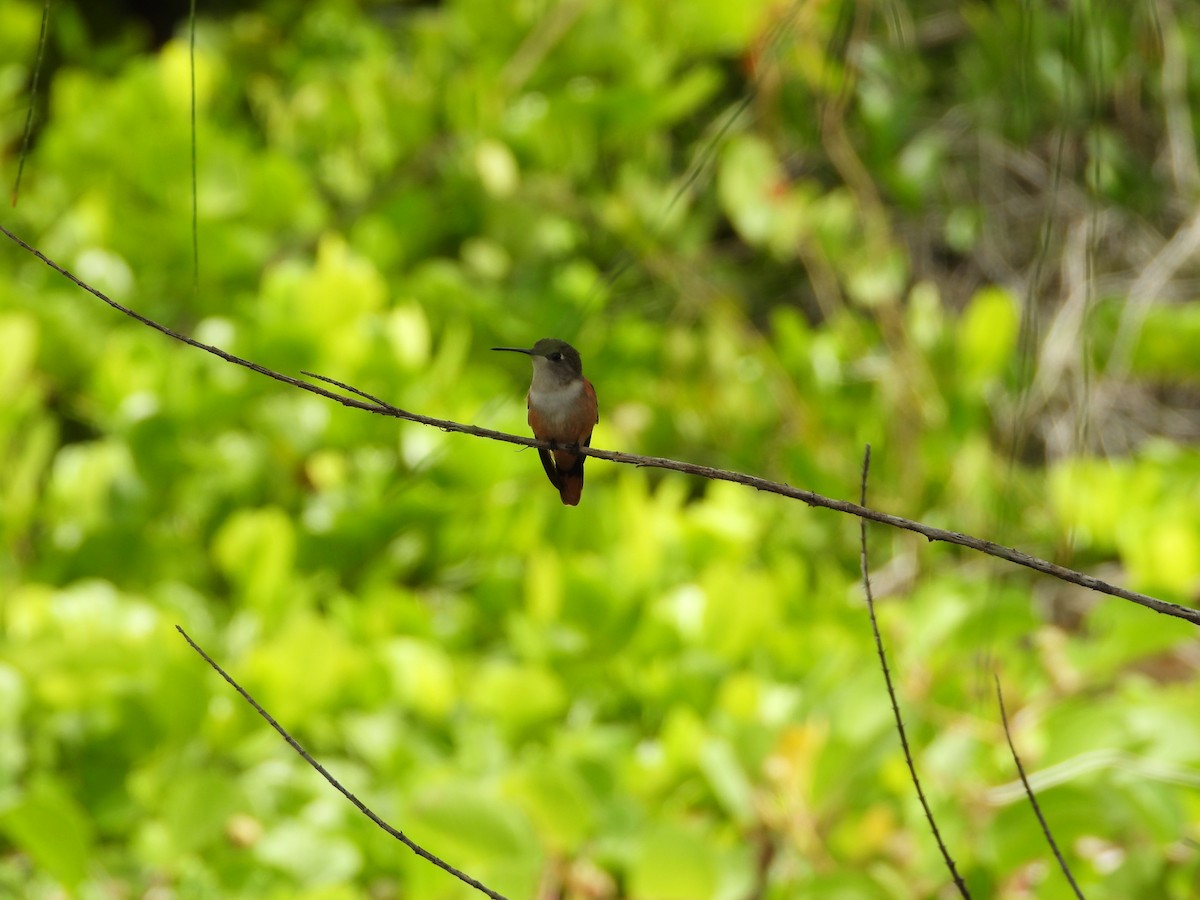 Bahama Woodstar - ML644358621