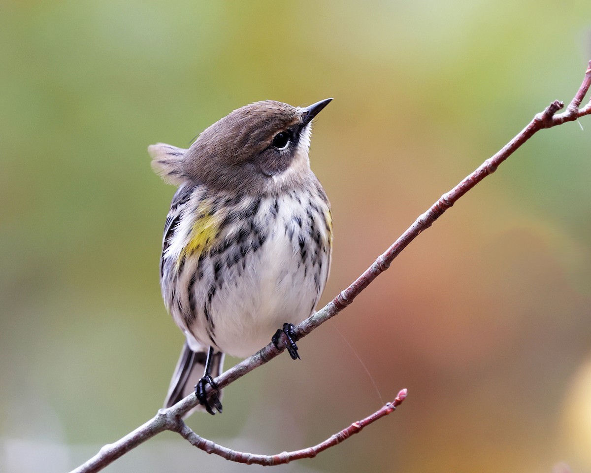 Yellow-rumped Warbler (Myrtle) - ML644358622