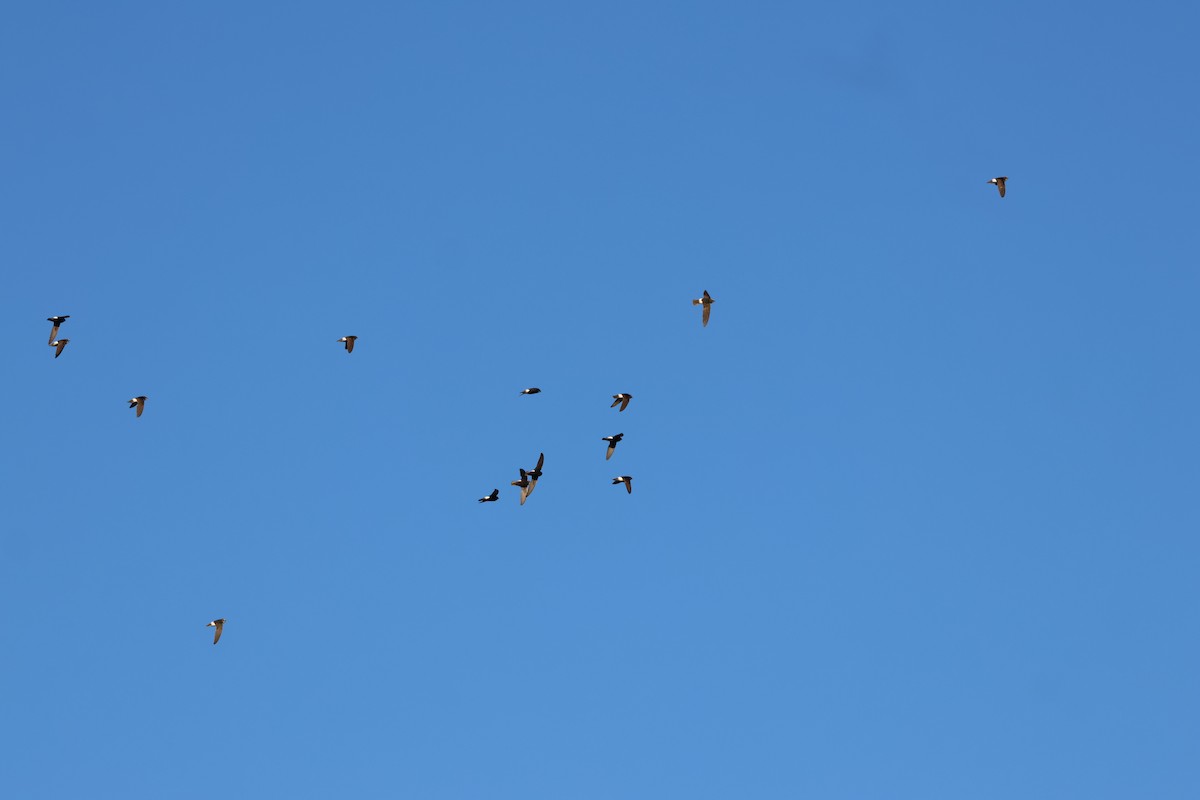 Little Swift - ML644358626