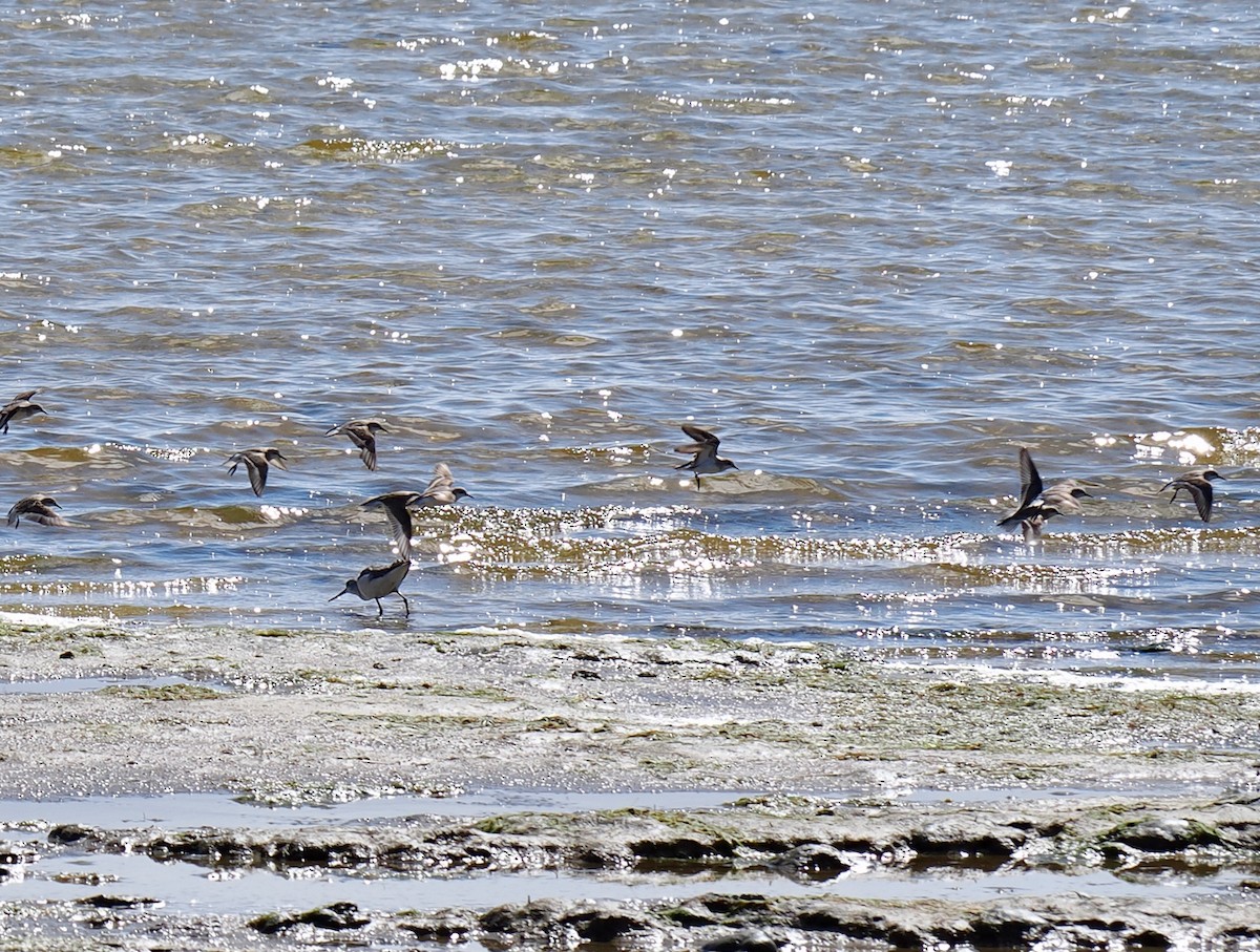 Red-necked Stint - ML644358627