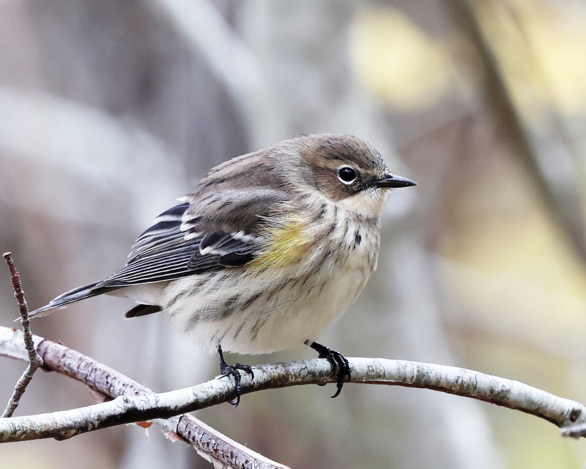 Yellow-rumped Warbler (Myrtle) - ML644358632