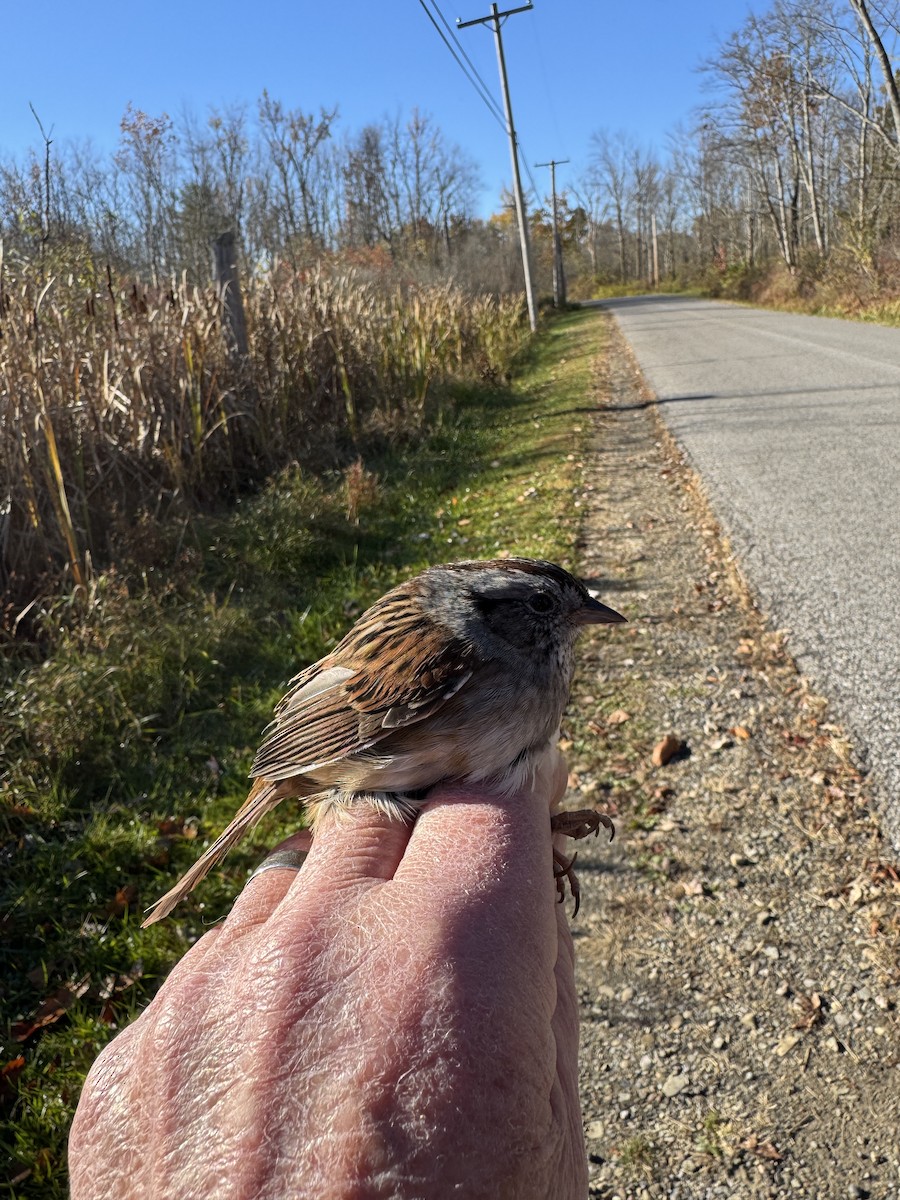 Swamp Sparrow - ML644358640