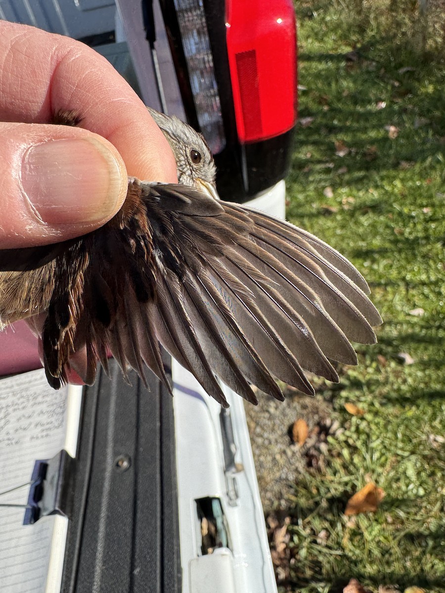 Swamp Sparrow - ML644358641