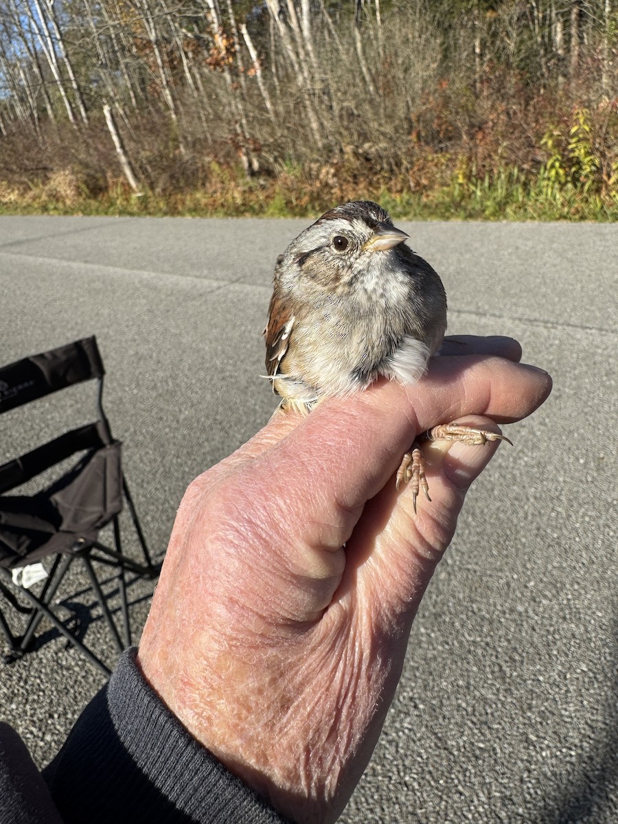 Swamp Sparrow - ML644358642