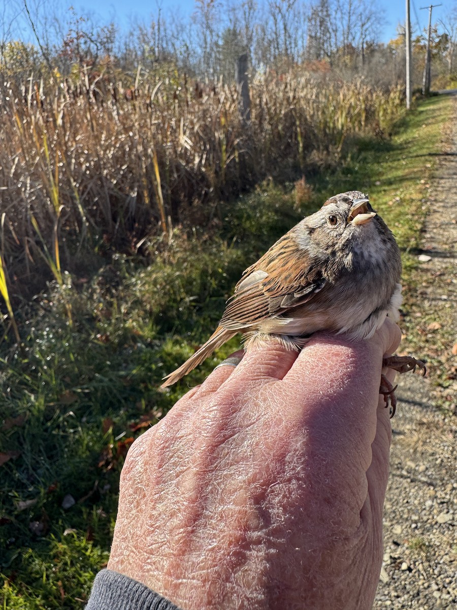 Swamp Sparrow - ML644358643