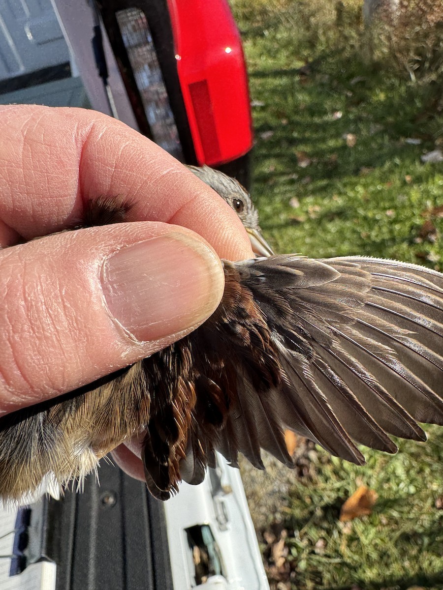 Swamp Sparrow - ML644358644